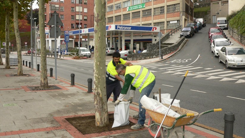 El Ayuntamiento de Sestao inicia la renovación de medio millar de alcorques