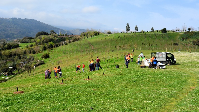 El Ayuntamiento inicia la plantación de 2.000 robles en el cinturón verde de Sestao