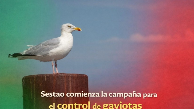 Sestao activa una campaña preventiva para controlar la presencia de gaviotas en edificios urbanos